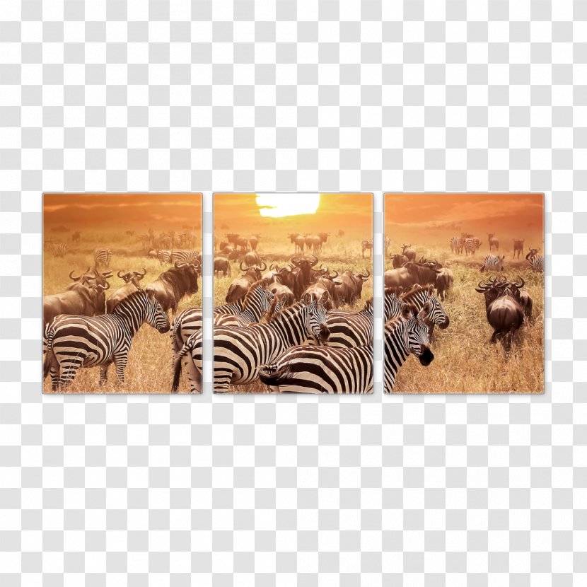 Serengeti National Park Savanna Travel Safari - Zebra - Canvas Wall Transparent PNG