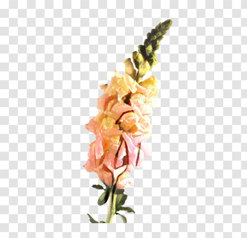 Floral Design Cut Flowers Gladiolus Plant Stem Transparent PNG