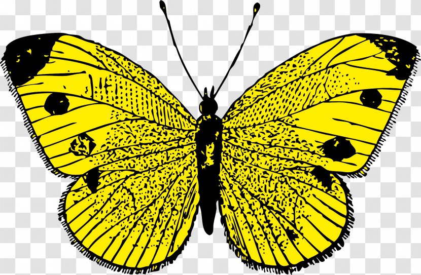 Butterfly Clip Art - Pieridae - Image Transparent PNG
