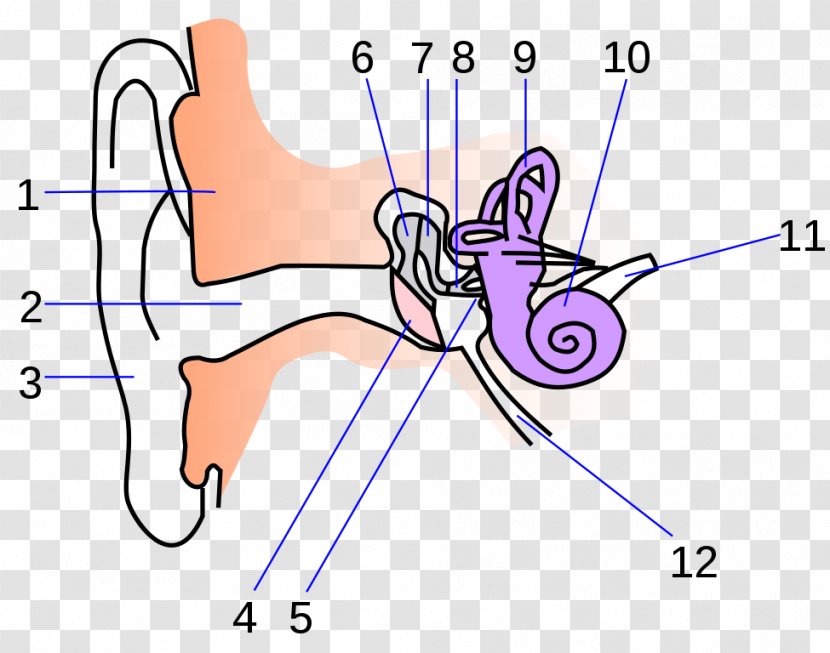 Ear Anatomy Eardrum Inner - Tree Transparent PNG