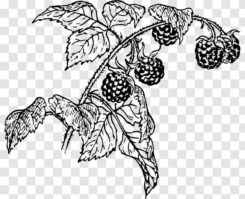 Line Art Raspberry Drawing Clip Transparent PNG