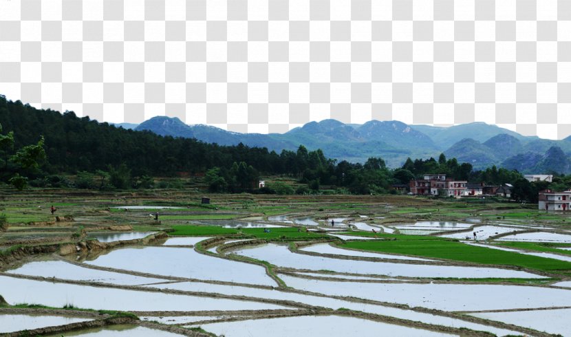 Paddy Field Arable Land Terrace Agriculture - Farm - Farmland Fields Transparent PNG