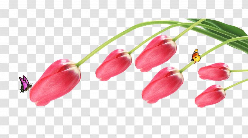 Tulip Butterfly Flower - Gratis - Tulip,butterfly Transparent PNG