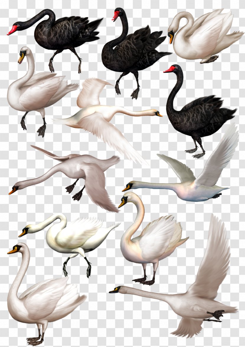 Black Swan Download - Water Bird - Album Transparent PNG