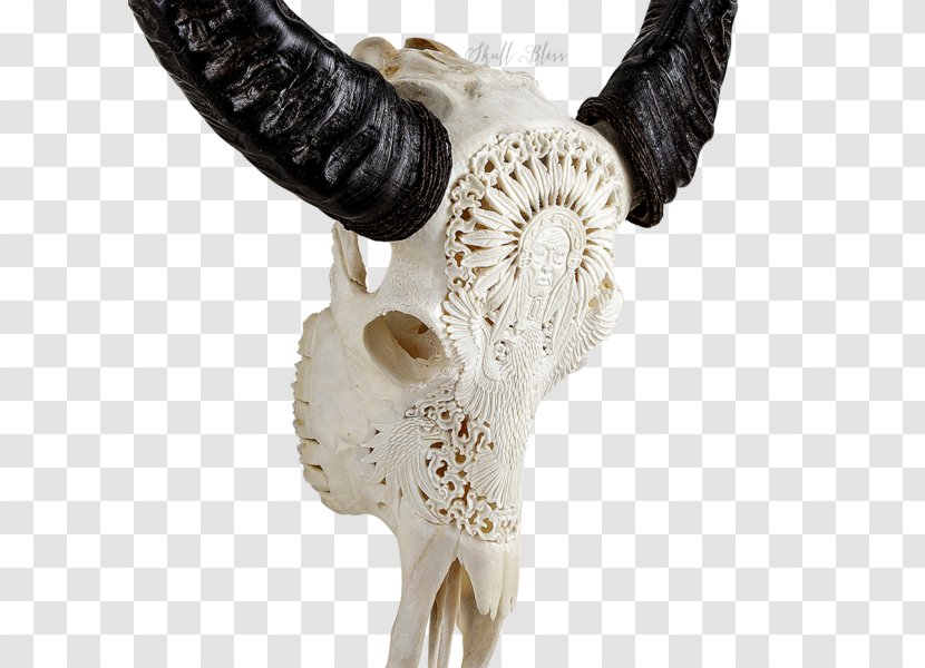 Cattle Horn Animal Skulls Bone - Feather - Skull Transparent PNG