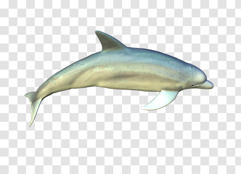 Spinner Dolphin Common Bottlenose Short-beaked Striped Wholphin - Northern Whale - Fri Transparent PNG