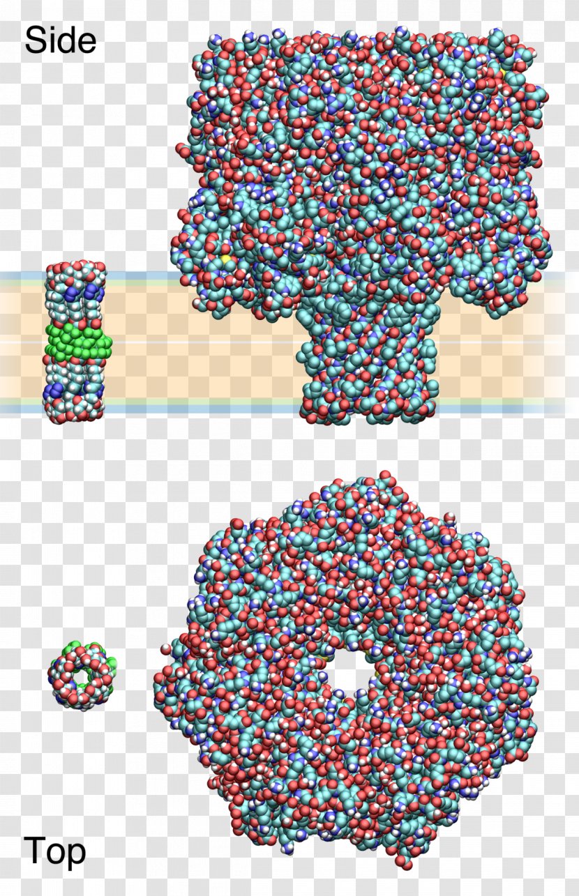 Synthetic Ion Channels Hemolysin Cyclodextrin - Cation - Lipid Bilayer Transparent PNG