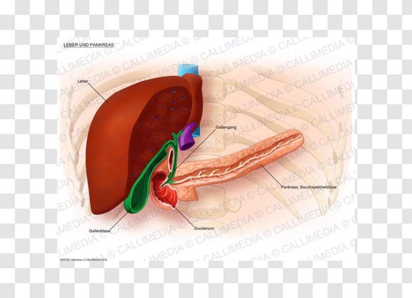 Liver Digestion Bile Duct Pancreas Metastasis - Cartoon - Heart Transparent PNG