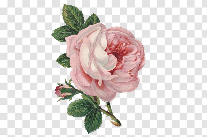 Rose Flower Clip Art - Peony Transparent PNG