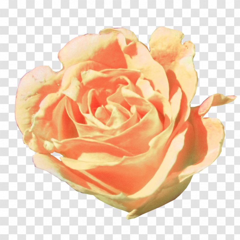 Garden Roses Cabbage Rose Floribunda Cut Flowers Petal - Orange - Pure Transparent PNG