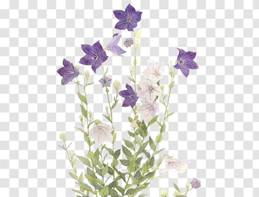 Flower Purple Tulip Blue - Star Transparent PNG