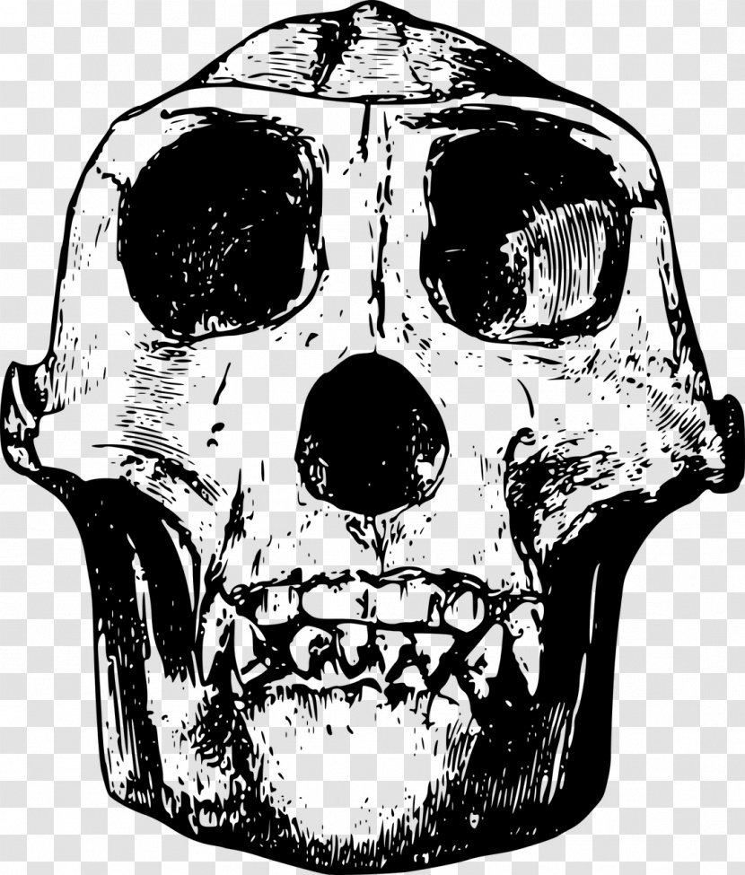 Gorilla Orangutan Animal Skulls Clip Art - Head Transparent PNG