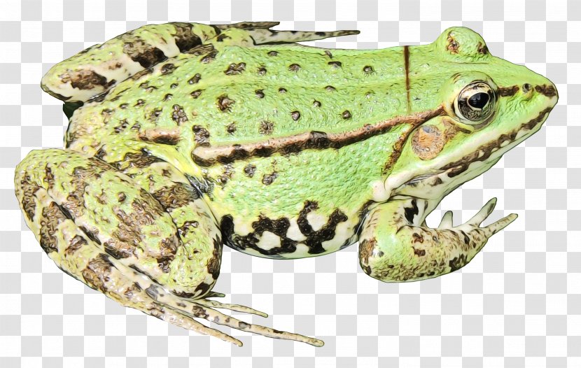 American Bullfrog Amphibians Toad Edible Frog - Adaptation Transparent PNG