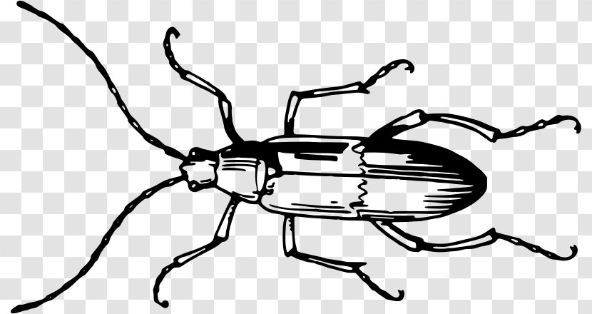 Beetle Clip Art - Monochrome Transparent PNG