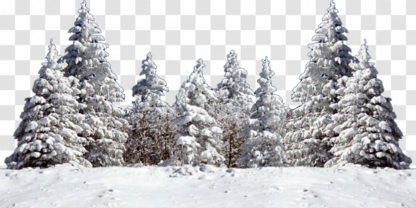 Christmas Tree Snow Fir Spruce - Conifer Transparent PNG