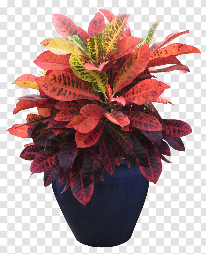 Grow Light Clip Art Houseplant Flowerpot - Dwarf Shrub Transparent PNG