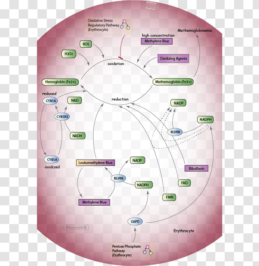 Methemoglobinemia Nitrite Nitrate Glucose-6-phosphate Dehydrogenase Deficiency - Glucose 6phosphate - Methylene Blue Transparent PNG