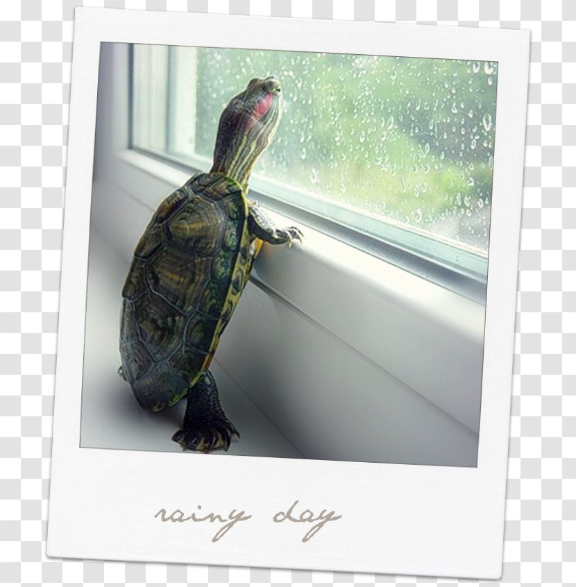 Sea Turtles Hatching Reptile Baby - Turtle Transparent PNG