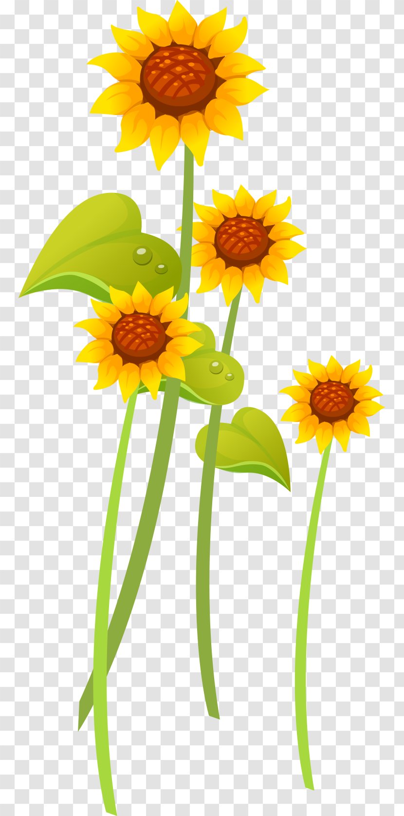 Common Sunflower - Plant - Yellow Sunflowers Transparent PNG