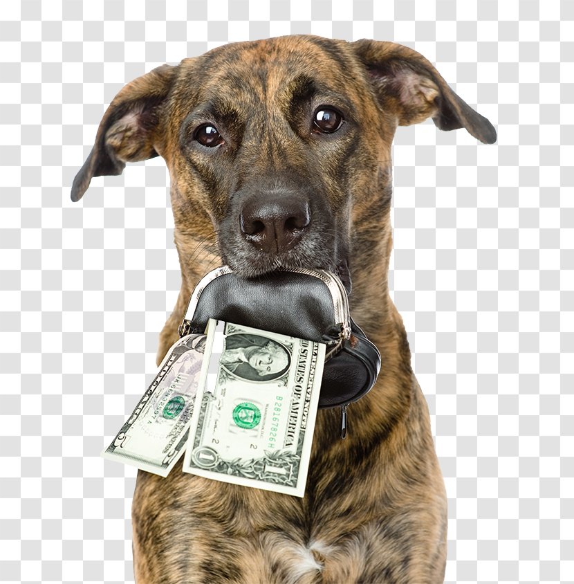 Pit Bull Pet Sitting Dog Grooming Money Food - Dollar Bills Transparent PNG