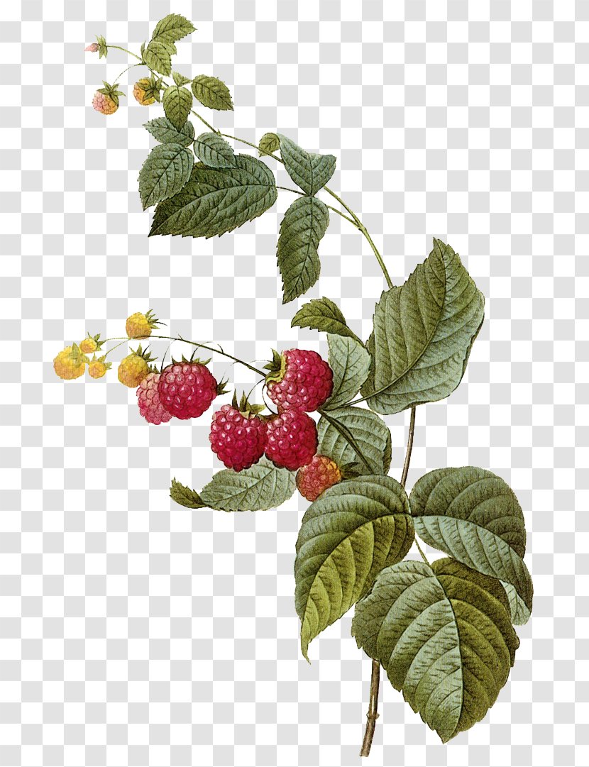 Red Raspberry Frutti Di Bosco Fruit Illustration Transparent PNG
