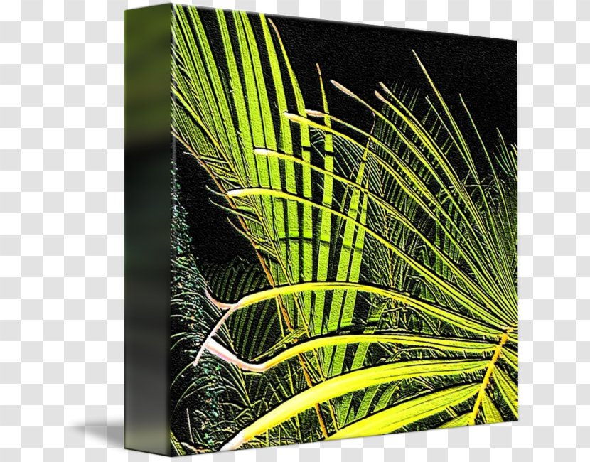 Arecaceae Grasses Leaf Tree - Palma Drawing Transparent PNG