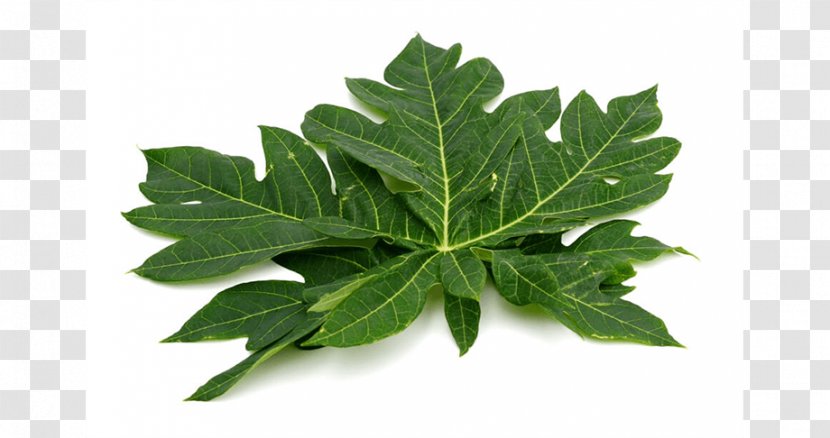Papaya Leaf Health Food - Drumstick Tree - Leaves Transparent PNG
