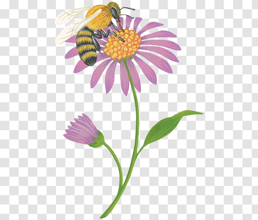 Flower Honey Bee Nectar Forage - Natural Blossom Transparent PNG