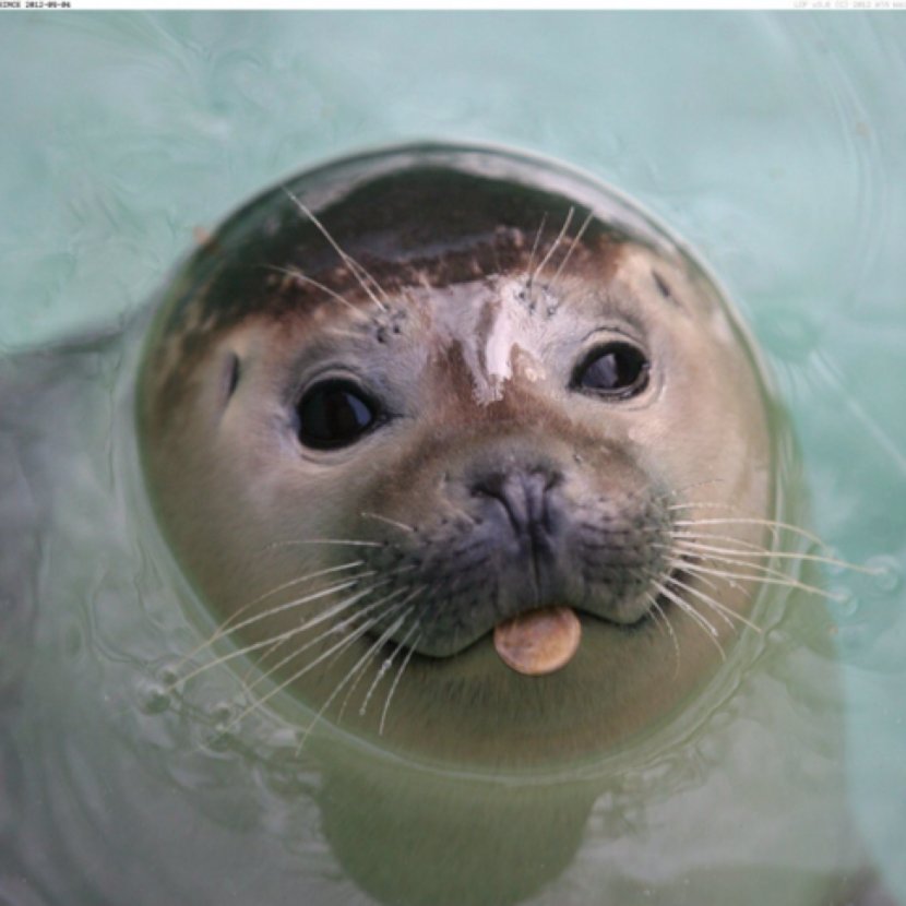 Belgrade Zoo Harbor Seal Pinniped Elephant Sea Lion - Silhouette Transparent PNG