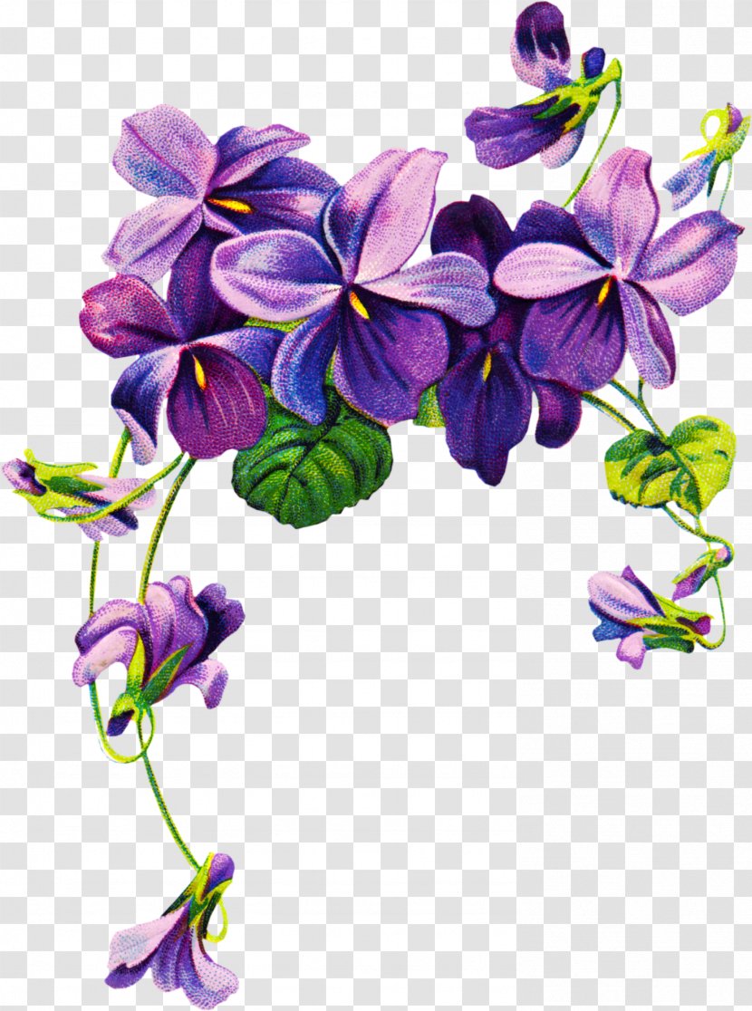 Sweet Violet African Violets Purple Clip Art - Plant - Watercolor Flowers Transparent PNG