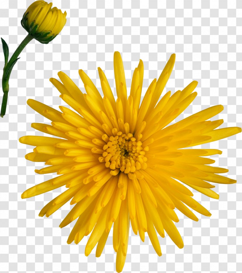 Breaking Away Chrysanthemum Dandelion Marguerite Daisy Cut Flowers Transparent PNG