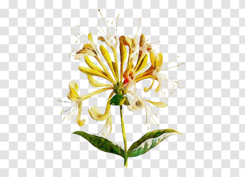 Flower Plant Honeysuckle Petal Shrub - Watercolor - Herbaceous Family Transparent PNG