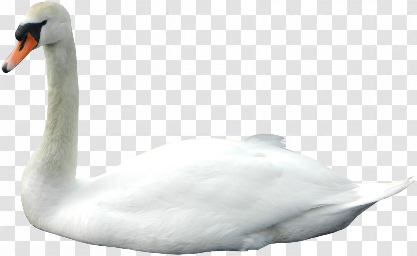 Cygnini Goose Bird Duck - Water Transparent PNG