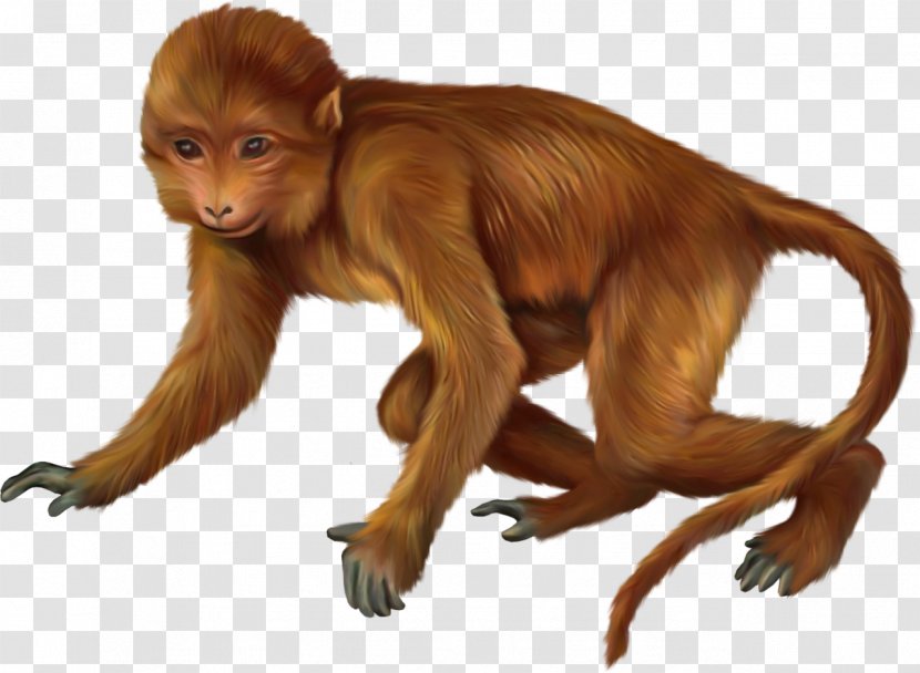 Primate Monkey Animal Transparent PNG