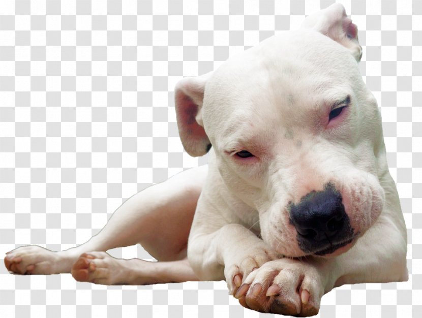 Dogo Argentino English Mastiff Bulldog Presa Canario Cordoba Fighting Dog - Snout - Race Transparent PNG