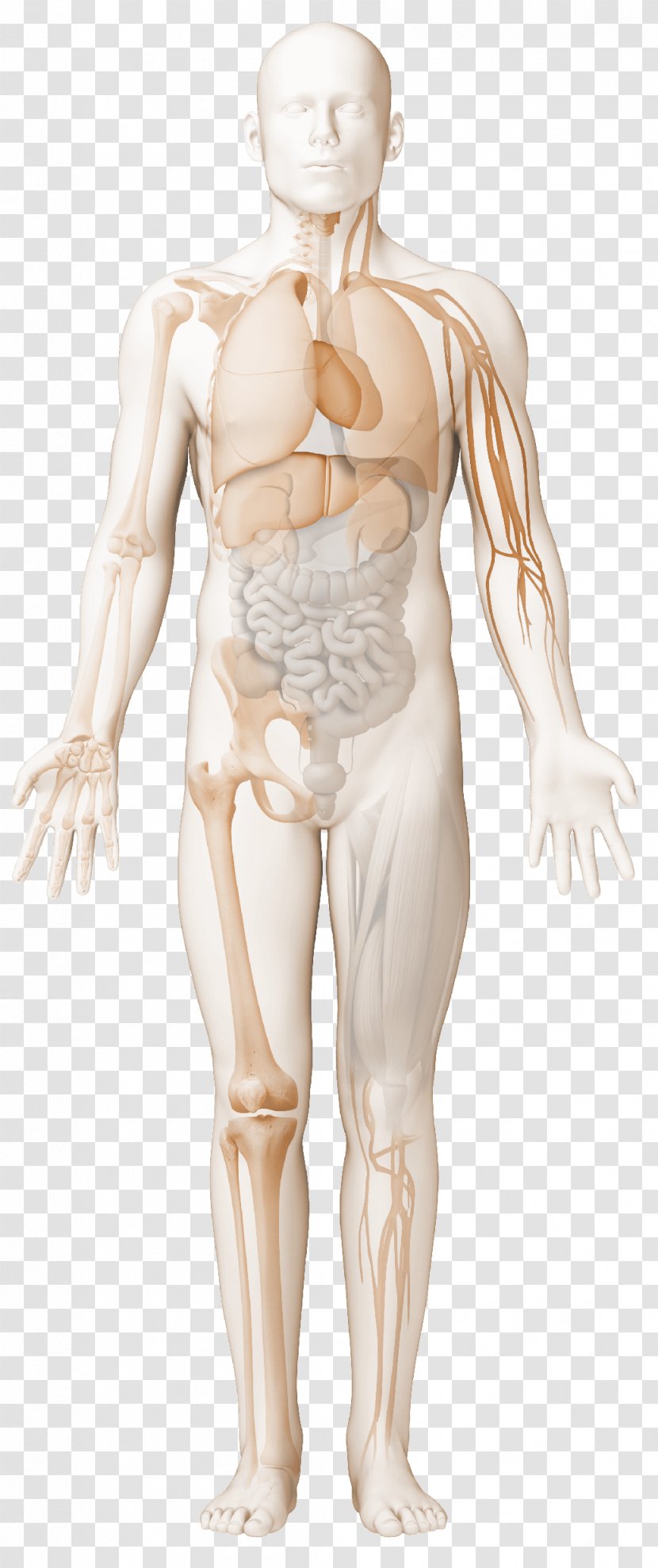 Immune Complex Systemic Lupus Erythematosus Rheumatology Antiphospholipid Syndrome Reactive Arthritis - Silhouette - Tree Transparent PNG