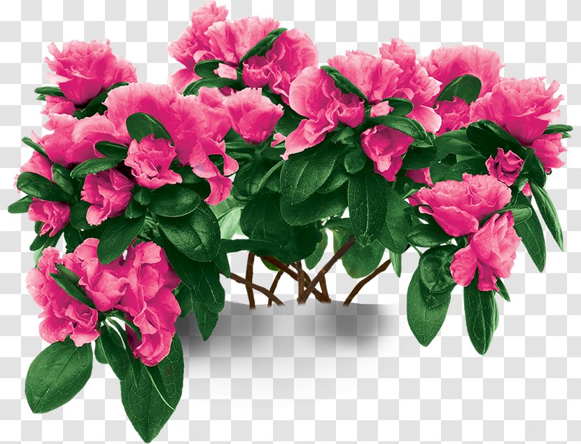 Azalea Houseplant Rhododendron Simsii Garden - Flower - Box Transparent PNG