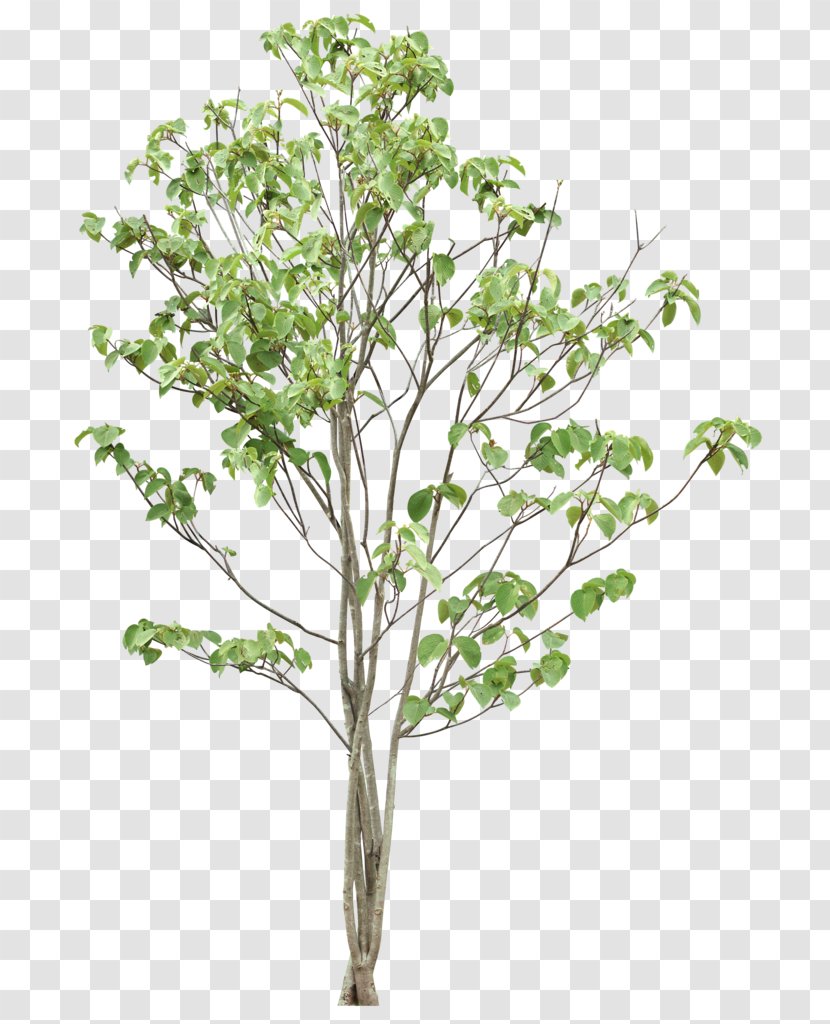 Tree - Graph - Trees Transparent PNG
