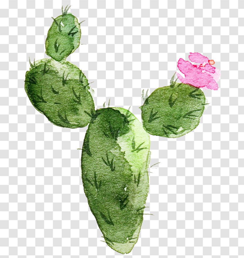 Watercolor Flower Background - Prickly Pear - Herb Herbaceous Plant Transparent PNG