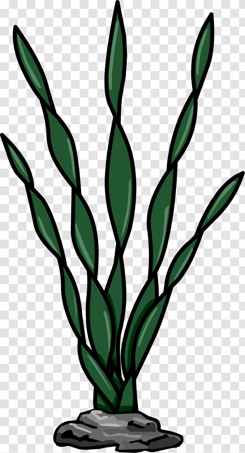 Seaweed Algae Macrocystis Pyrifera Plant - Leaf - Weed Transparent PNG
