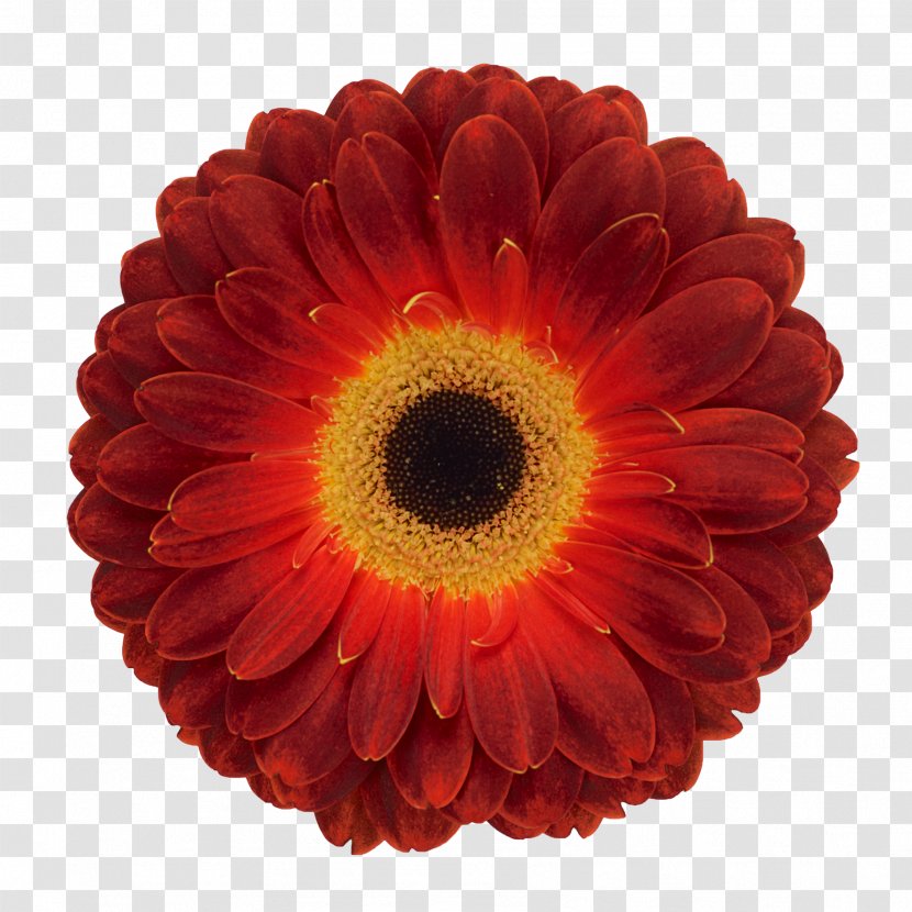 Transvaal Daisy Florist Holland B.V. Cut Flowers Product Floristry - Flower Transparent PNG