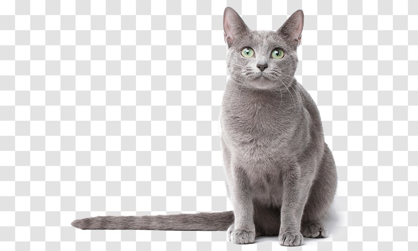 Russian Blue Turkish Van Tonkinese Cat Burmese Kitten - Chartreux Transparent PNG