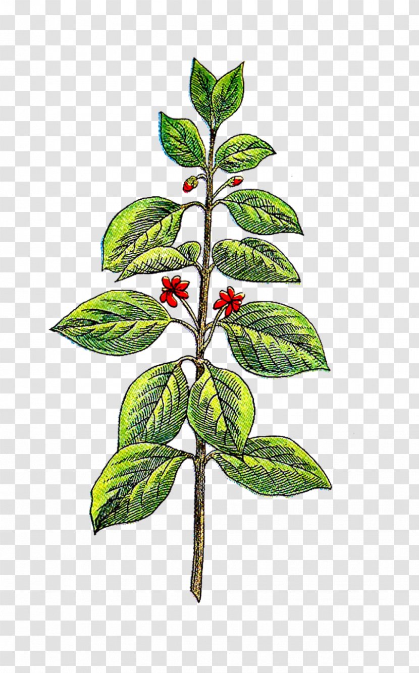 Herb Plant Clip Art - Botany - Vintage Cliparts Transparent PNG