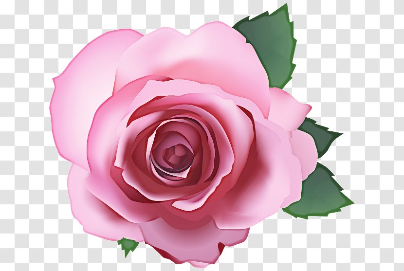 Garden Roses - Hybrid Tea Rose - Flowering Plant Floribunda Transparent PNG