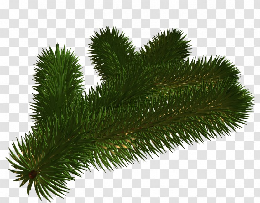 Spruce Fir Christmas Day Designs Tree - Evergreen Transparent PNG
