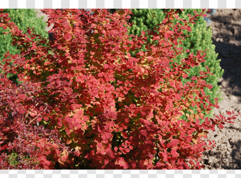 Barberry Subshrub Tree Groundcover Transparent PNG
