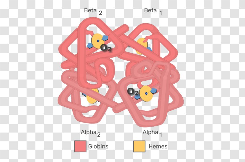 Hemoglobin Molecule Blood Myoglobin Chemistry - Silhouette Transparent PNG