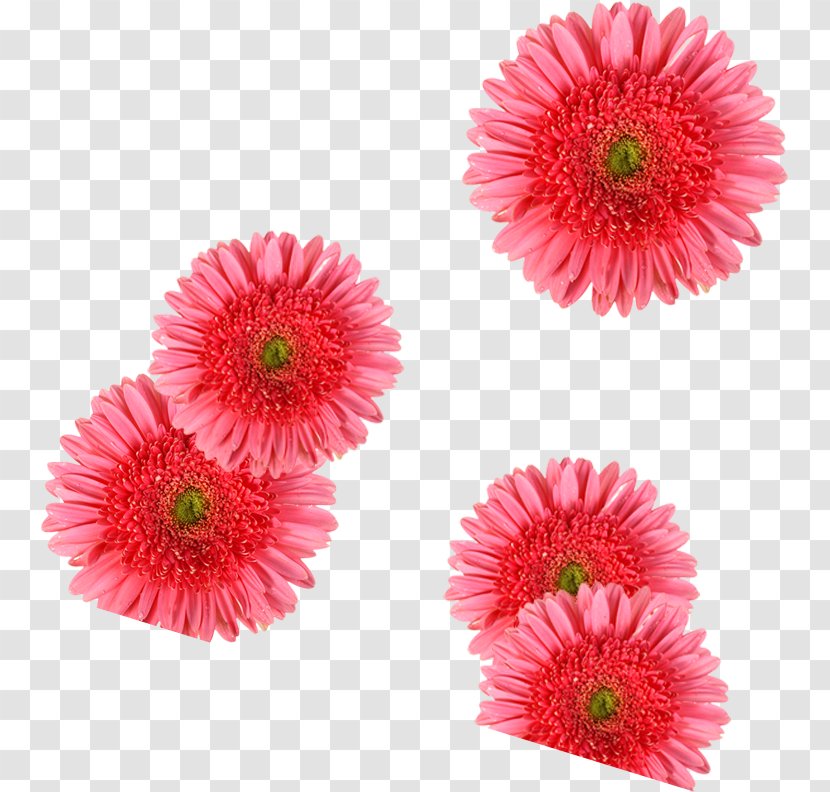 Cut Flowers Transvaal Daisy Stock Photography - Flower Transparent PNG