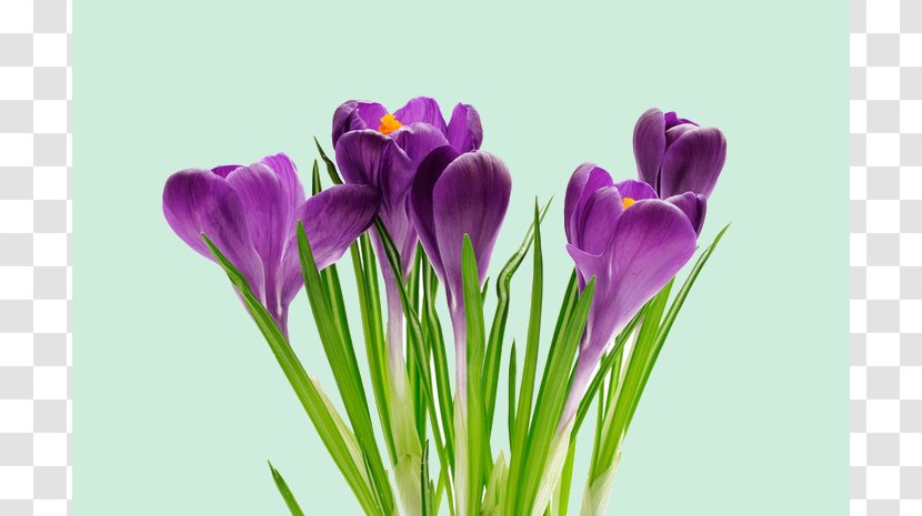 Southminster United Church Crocus Spring Flower Primăvara - Iris Transparent PNG