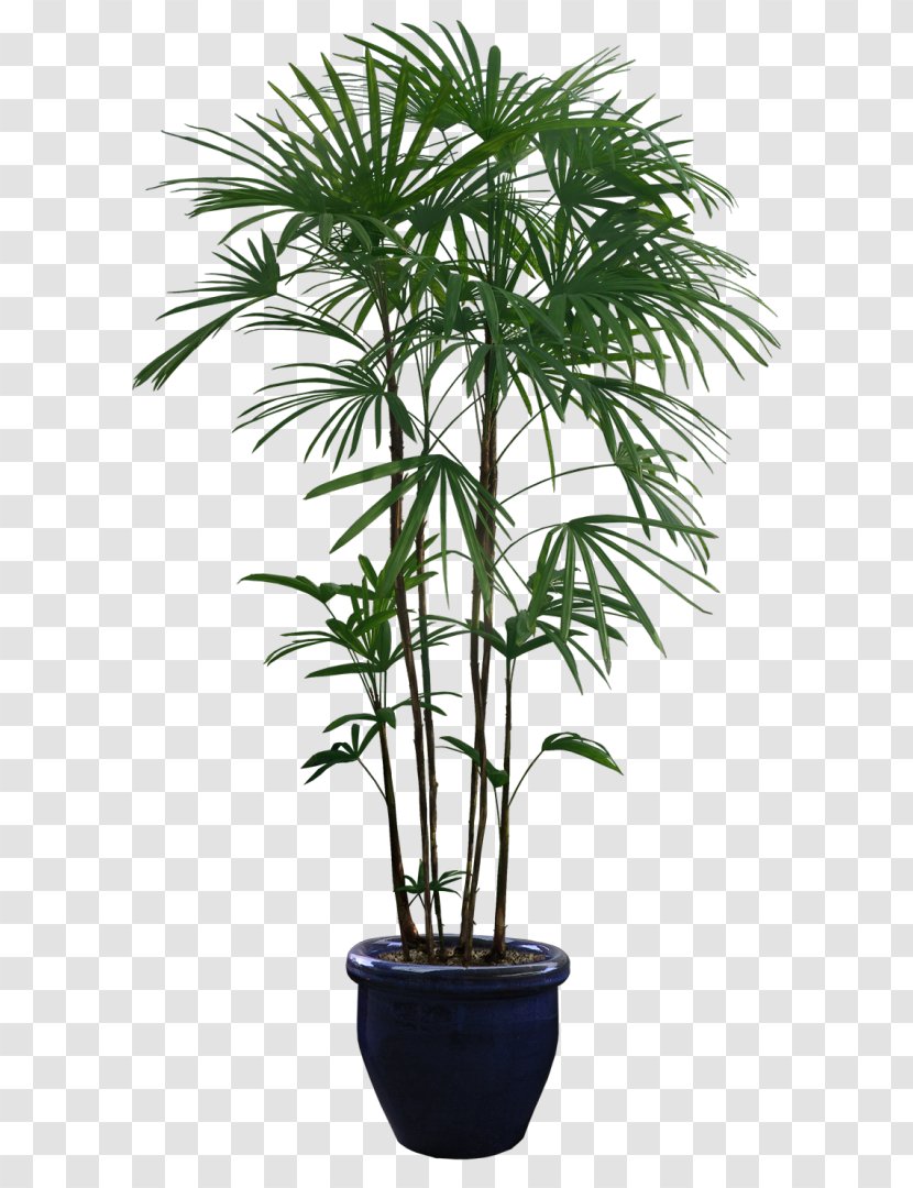 Houseplant Arecaceae - Tree - Plant Transparent PNG